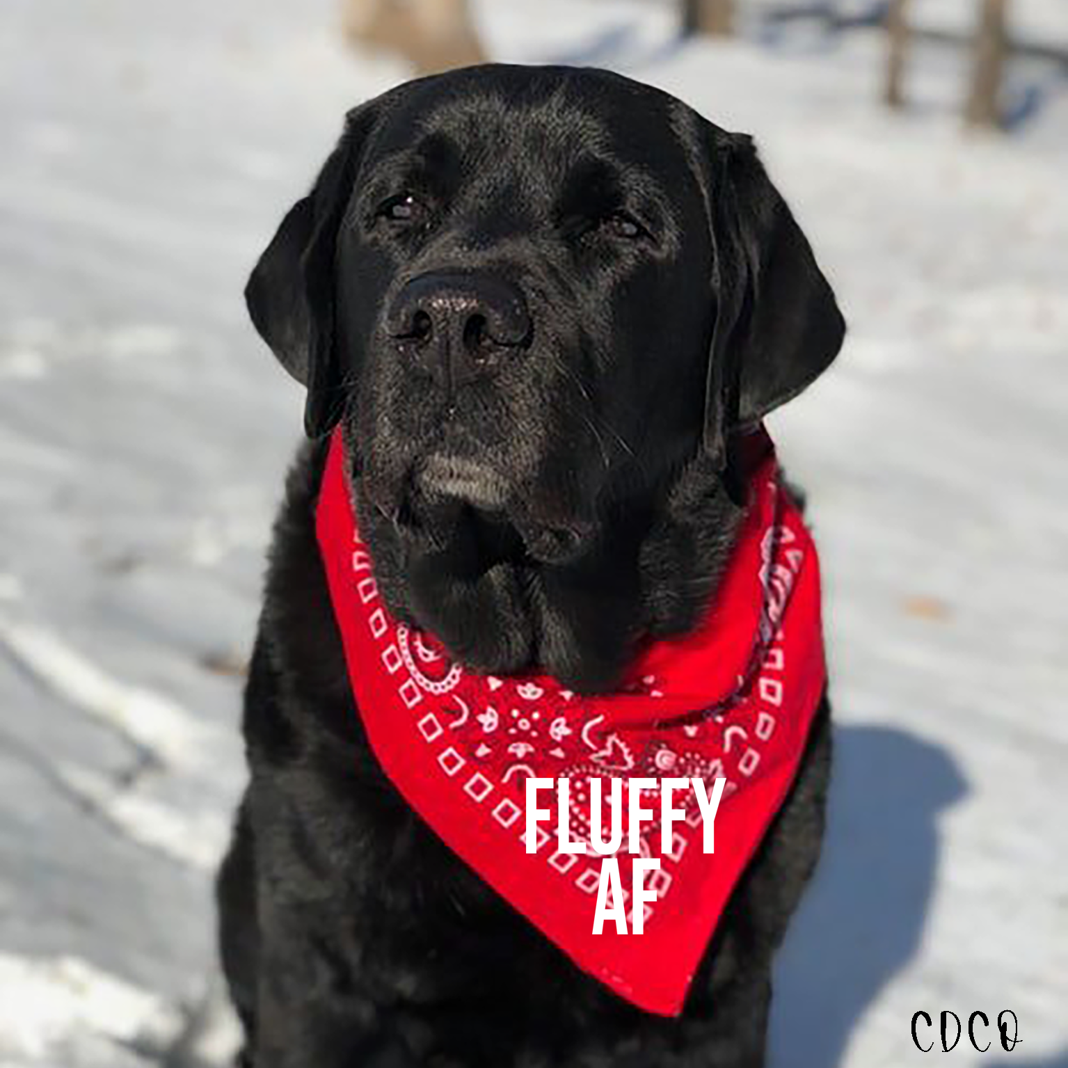 Fluffy af cheap dog bandana